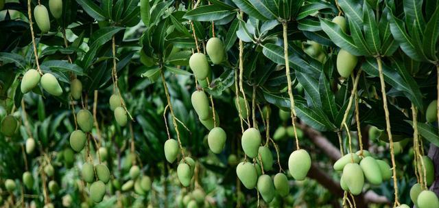 芒果的年结果实（探讨芒果生长与果实产量的关系）