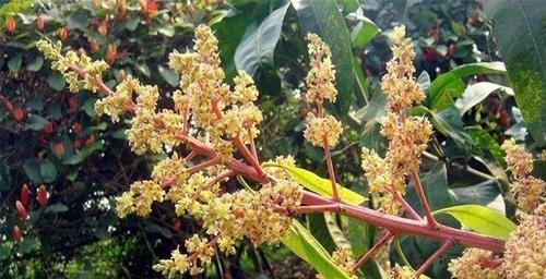 芒果开花结果之路（探寻芒果几年开花结果的奥秘）