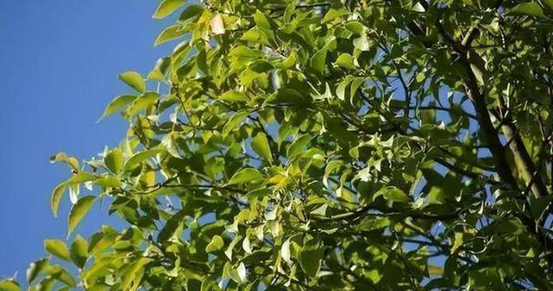 芒果到底怕冷还是怕热（探究芒果适宜生长的温度范围）