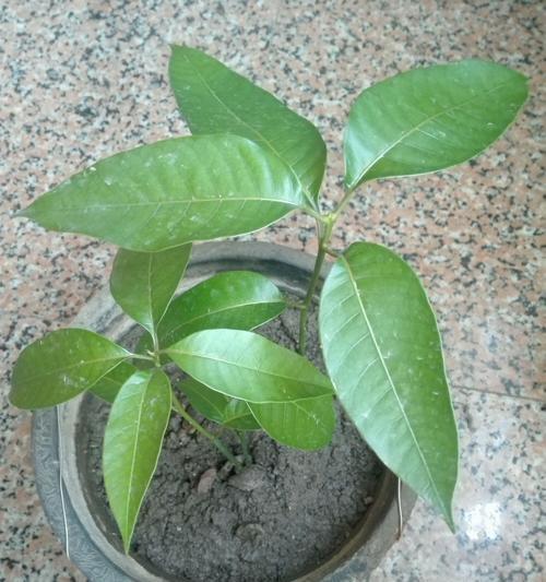 芒果盆栽能否结果（探讨芒果盆栽结果的关键因素）