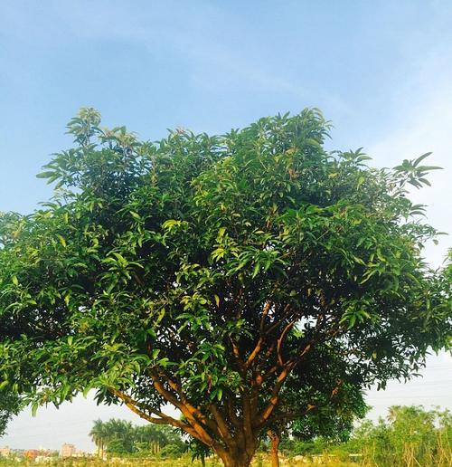 种芒果树在家庭院子里的可行性（种植芒果树在家庭院子里的条件和注意事项）