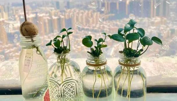 芒果水培VS土培，哪个更好（探究芒果水培和土培的优劣势）