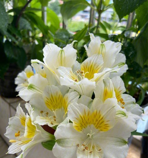 水仙百合的香味与特点（探究水仙百合的芳香之谜）