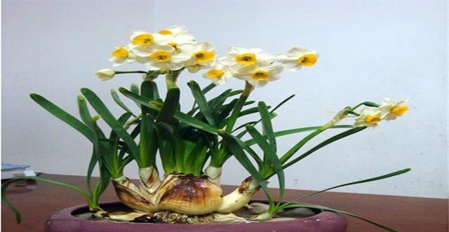 水仙养殖方法与注意事项（打造美丽花坛）