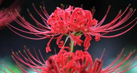 花之遗憾，寄情无语（以花语述说遗憾情感）
