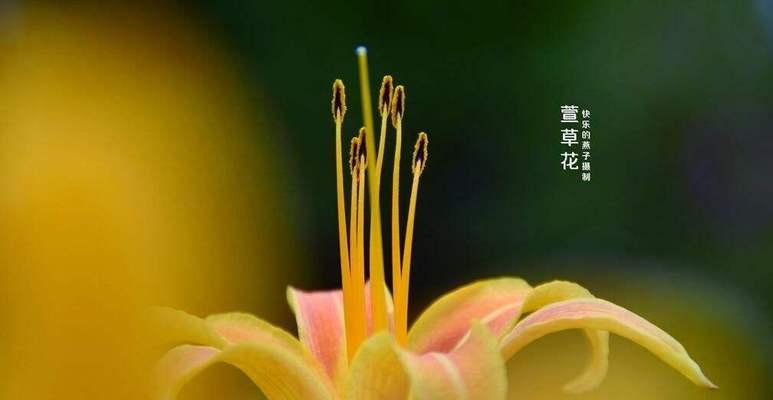 忧愁的花——表达悲伤与忧伤的花卉（用花语传达心情）