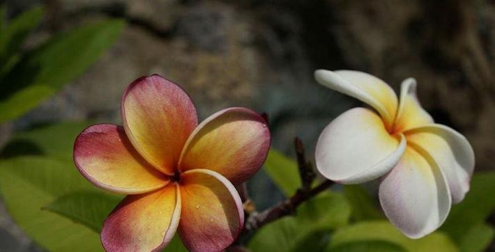 忧伤的花——流淌着心碎的芬芳（花语中的悲伤与寄托）