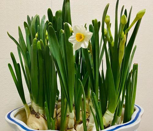 水仙花的样子与特点（揭开水仙花的神秘面纱）