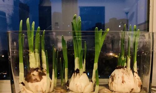 水仙花开完花后怎么处理（让水仙花重回美丽——水仙花养护技巧分享）