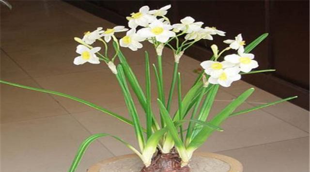 水仙花的土养方法（掌握土壤选择和水肥管理）