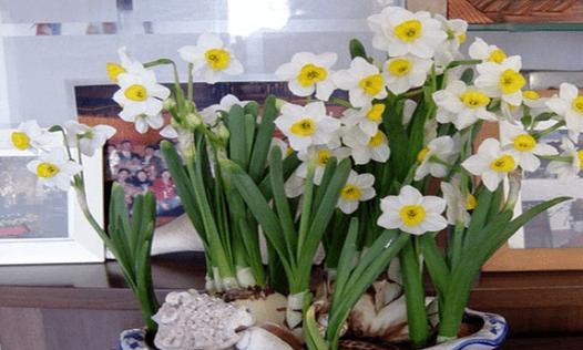 水仙花的生长期和开花时间（春季花卉的代表品种）