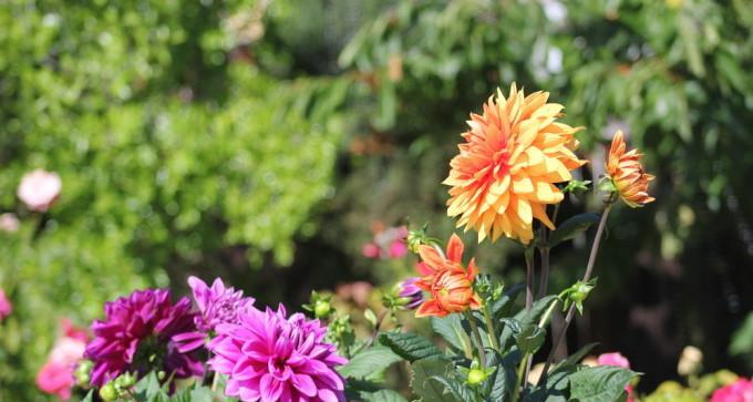 大理的市花——红花意义深远（探寻大理市花的历史渊源与象征意义）