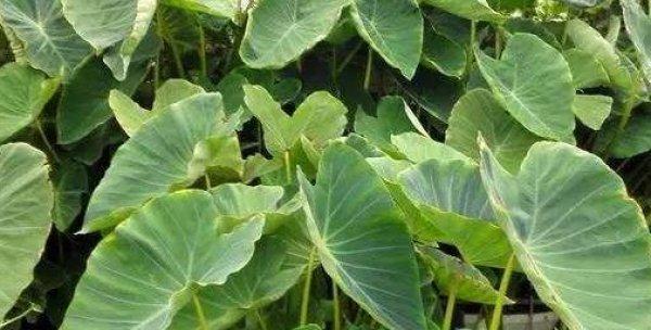 水芋头的种植及管理技巧（学会正确的种植时间和方法）