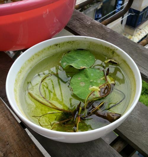 一叶黄，影响整盆花——睡莲黄叶原因分析与解决方案（一叶黄）