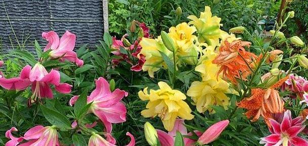 怦然心动（以花为线索）