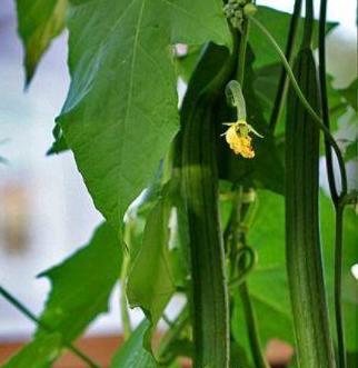 丝瓜开花结果时间及种植技巧（了解丝瓜的生长习性）