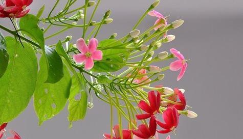 花开平安（以代表平安健康的花为主题的文章）