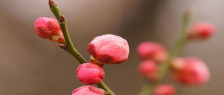 代表清廉的植物（揭示纯净无暇的世界）