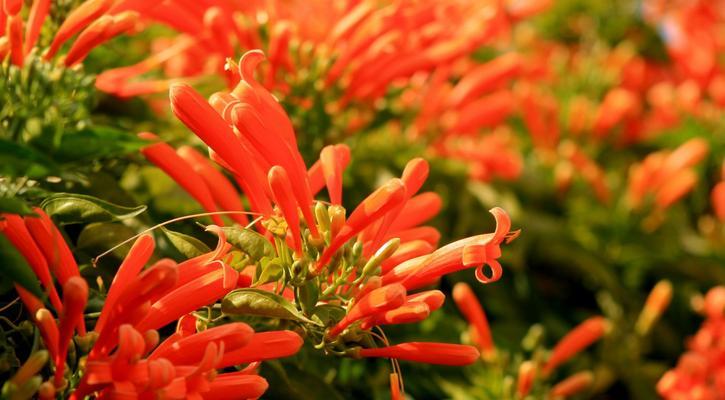 热烈奔放的花（欣赏花朵）