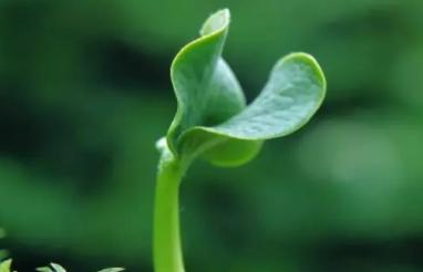 善良的植物（以植物为镜）