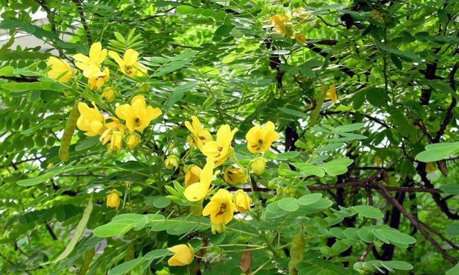夏日鲜花绽放，缤纷芳香迎接夏天的植物（夏日花海中的美丽绽放——探秘夏天的代表性植物）