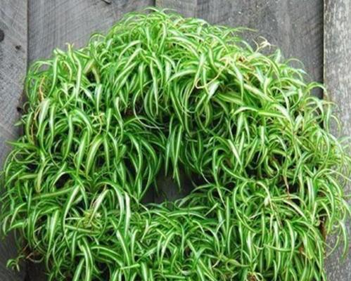 勇气与坚强的植物（探索生命中的奋斗者）