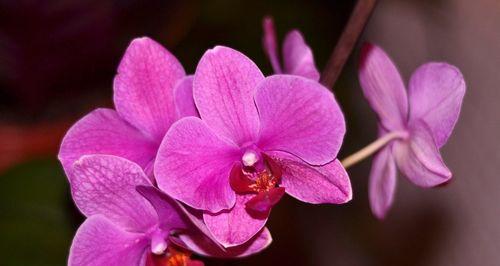 花语中的欲望（绚烂如火）