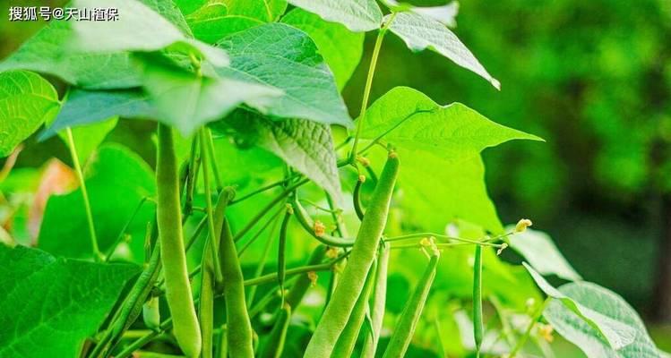四季豆肥料选择指南（让你的四季豆更加茁壮成长）
