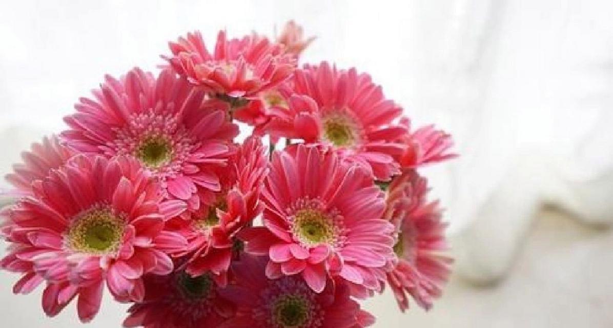 扶郎花的花语和寓意（探寻扶郎花的神秘魅力）