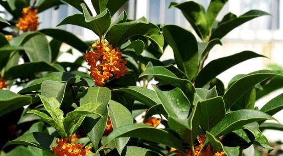 四季桂花期（香甜四季之花）