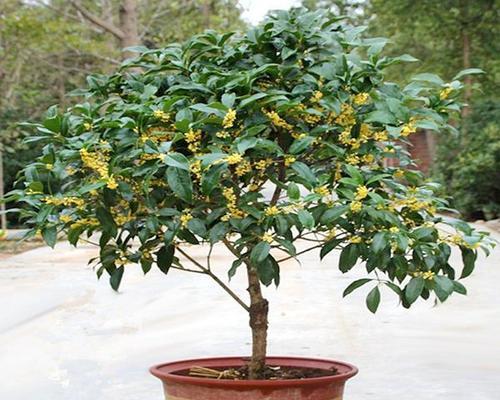 四季桂花树的养殖方法——让你的桂花树常年盛开