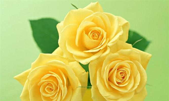 25朵玫瑰花语的深意（探寻玫瑰花语的心灵密码）