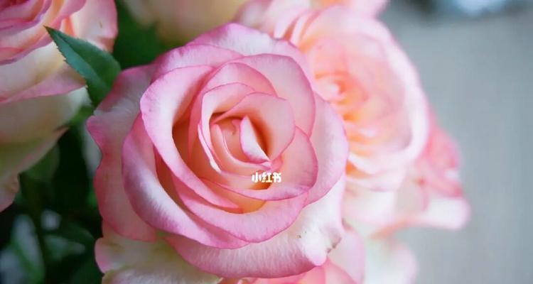 爱莎玫瑰花语与寓意（探索爱莎玫瑰的浪漫之意）