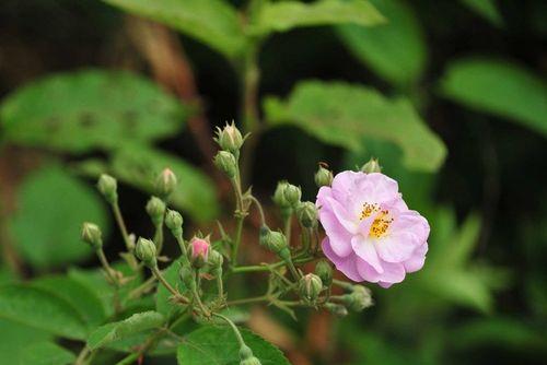 澳洲野蔷薇花语（探索野蔷薇的丰富花语与美丽传说）