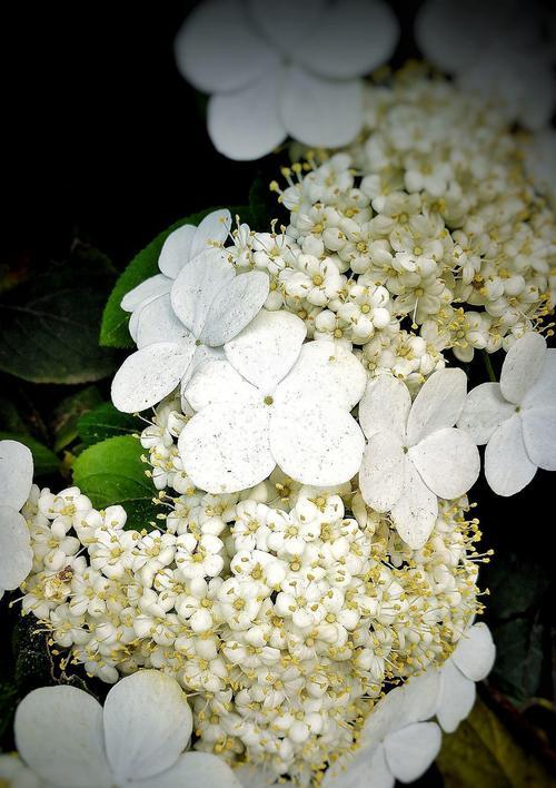 白琼花花语与含义（探寻白琼花花语的内涵及象征意义）