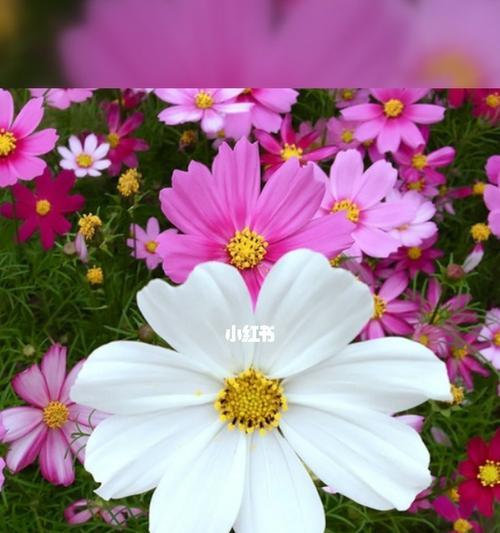 白色波斯菊的花语——纯洁与希望的象征（从花语解读白色波斯菊的美丽与深意）