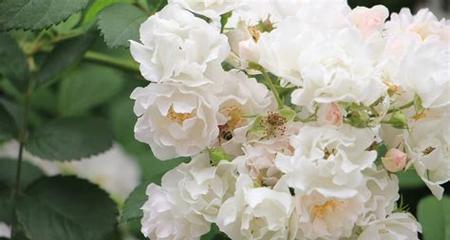 白色蔷薇花的花语（从白色蔷薇花的花语中探索真爱与勇气的象征）