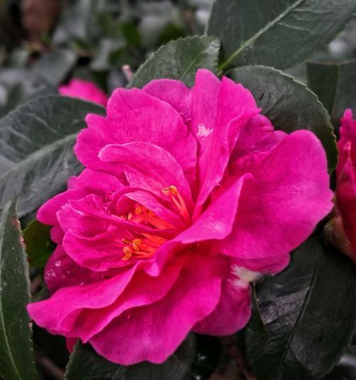 白山茶花语（拥抱纯洁之美）