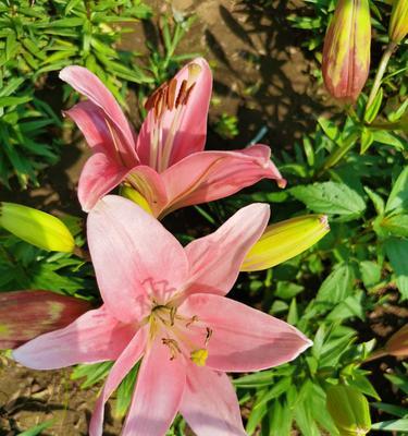 百合花的意义与寓意（探索百合花的象征意义及文化内涵）