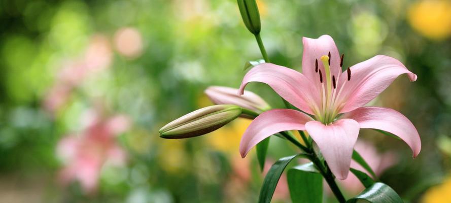 百合花的含义与花语（揭开百合花的秘密）