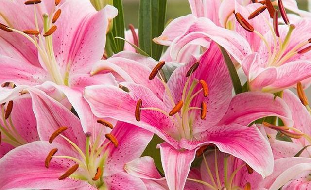 百合花的象征意义及其美丽内涵（百合花）