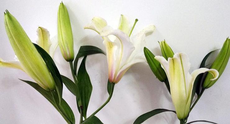 百合花的象征意义与传承（探索百合花在文化）