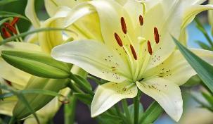 百合花的寓意与象征（揭开百合花的神秘面纱）