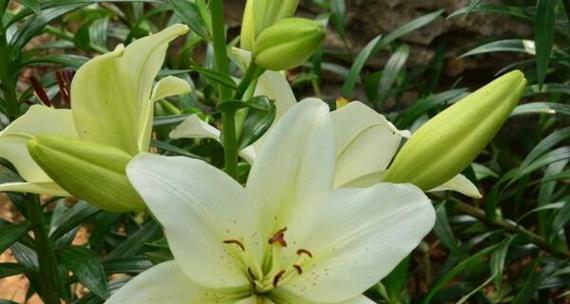 白色百合花语及其寓意（传递纯洁与祝福的鲜花）