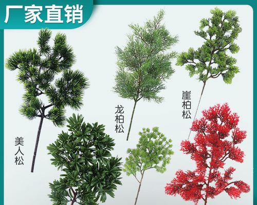 柏树的寓意象征及其传承（生命力坚韧不朽永恒）