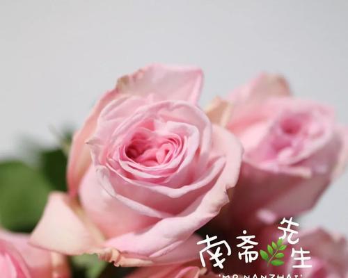 宝石花的花语与意义（揭秘宝石花的奥秘）