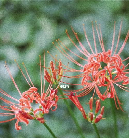 彼岸花（追寻爱的力量）