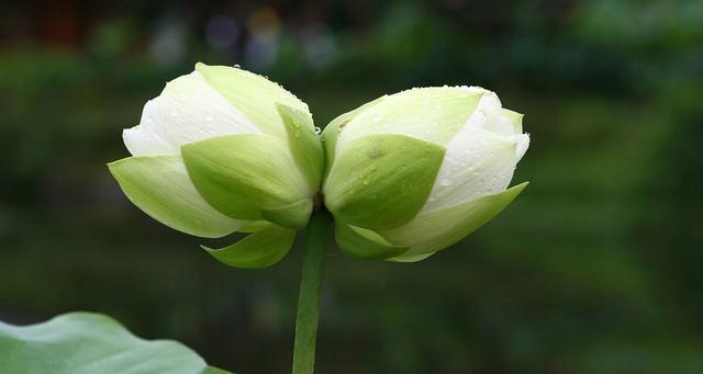 并蒂莲之美——花语与寓意（和谐共生、团结协作）