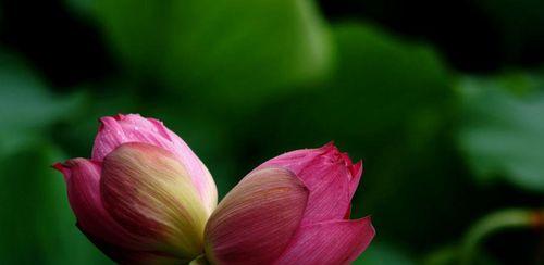并蒂莲花（探寻并蒂莲花的神奇生命力）
