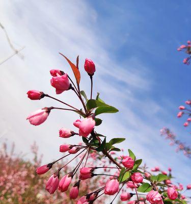 垂丝海棠花语（垂丝海棠的花语及其内涵）